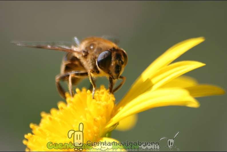 Declaran a las abejas como la especie más importante del planeta