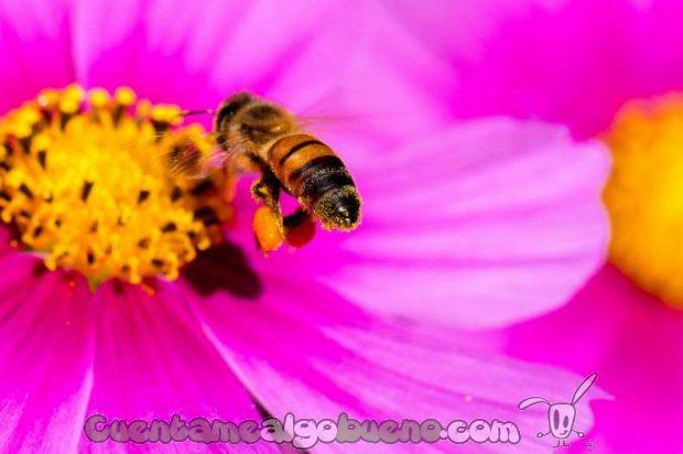20160926-1-abejas-especie-invaluable-03