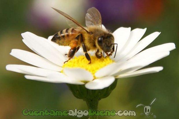 20160926-1-abejas-especie-invaluable-04