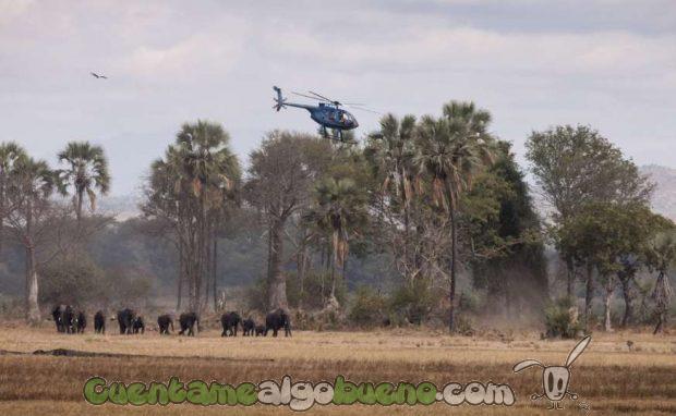 20160929-1-salvando-a-500-elefantes-02