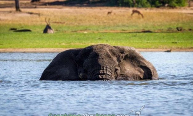 Salvando a más de 500 elefantes de la caza furtiva en África