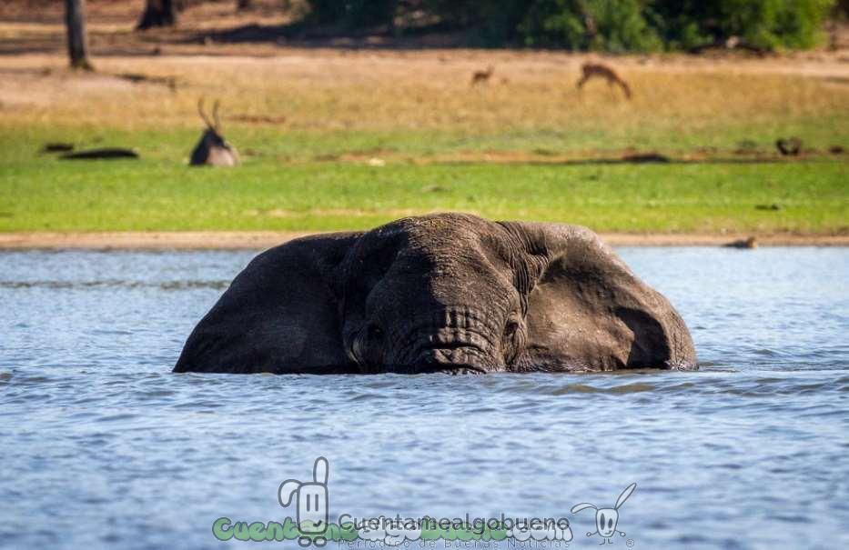 Salvando a más de 500 elefantes de la caza furtiva en África