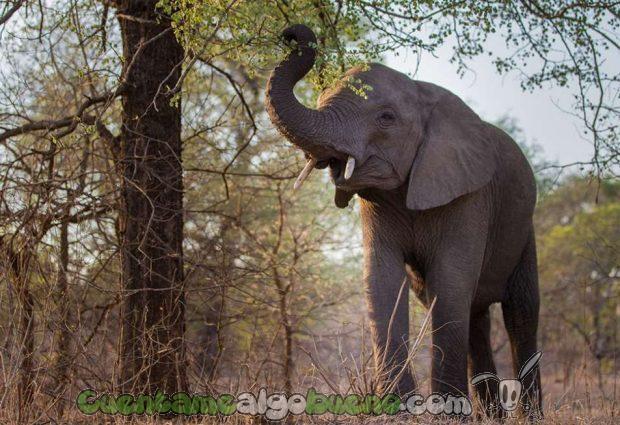 20160929-1-salvando-a-500-elefantes-07