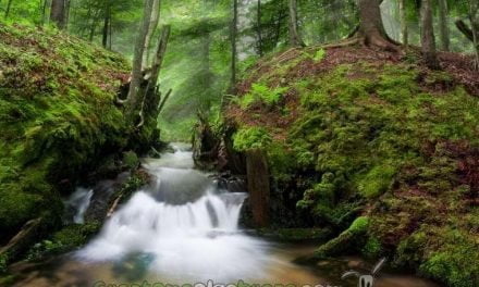 Claraboya. NACIMIENTOS