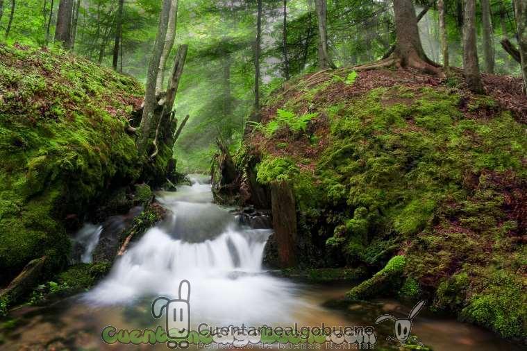 Claraboya. NACIMIENTOS