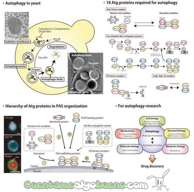20161004-1-premio-nobel-medicina-2016-03