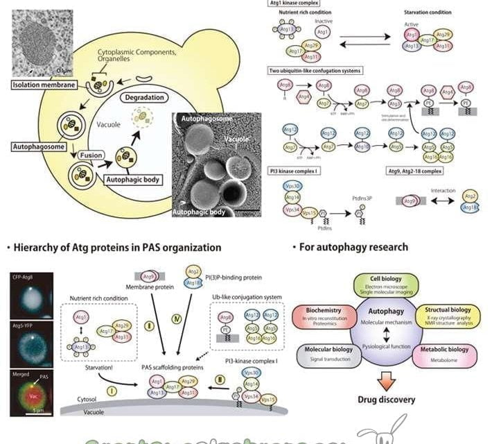Conoce al Premio Nobel de Medicina 2016