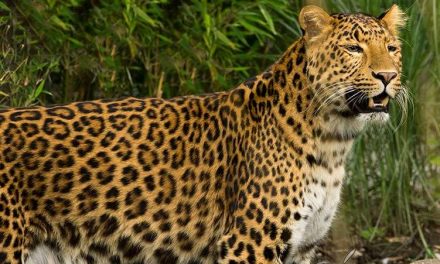 Aumenta la población de leopardos en la India