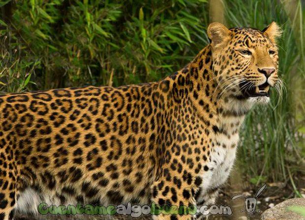 20161007-leopardos-india