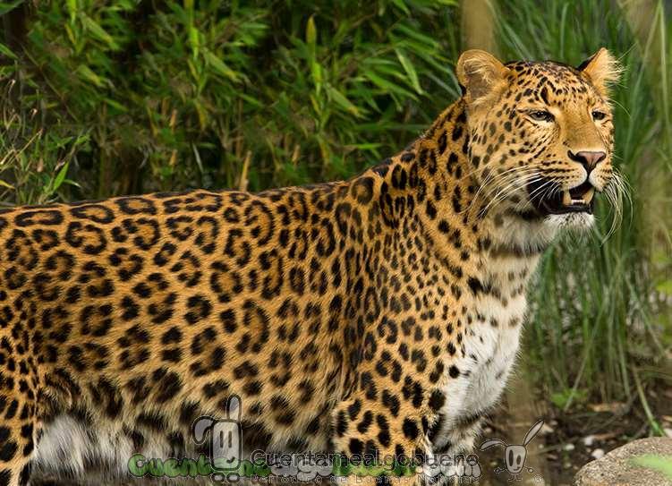 Aumenta la población de leopardos en la India