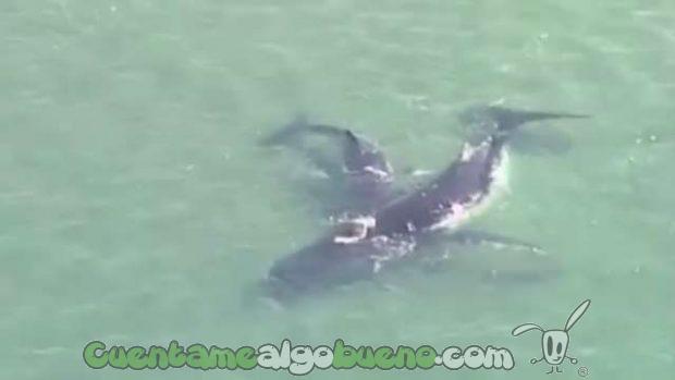 20161010-2-cria-salva-madre-ballena-01