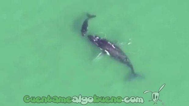 20161010-2-cria-salva-madre-ballena-03
