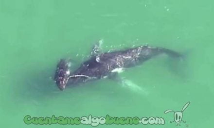 Cría de ballena salva a su madre