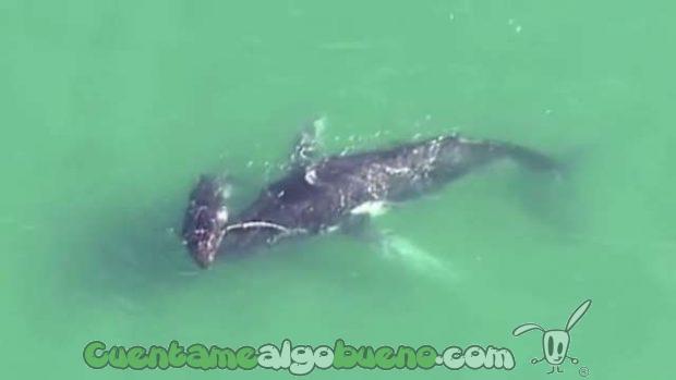 20161010-2-cria-salva-madre-ballena-04
