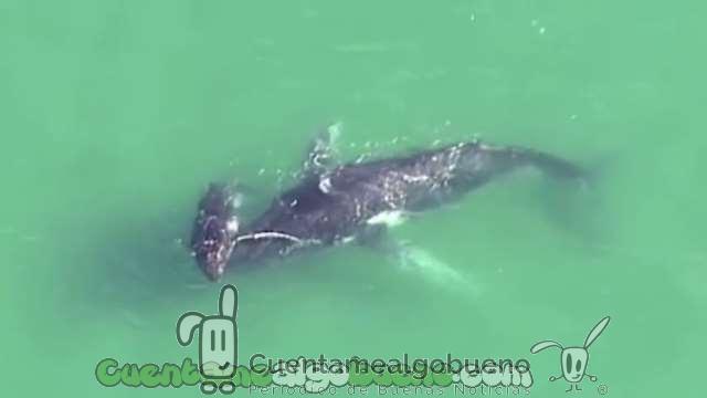 Cría de ballena salva a su madre