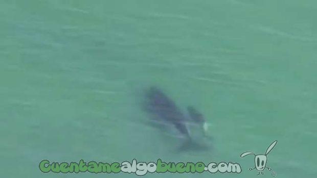 20161010-2-cria-salva-madre-ballena-05