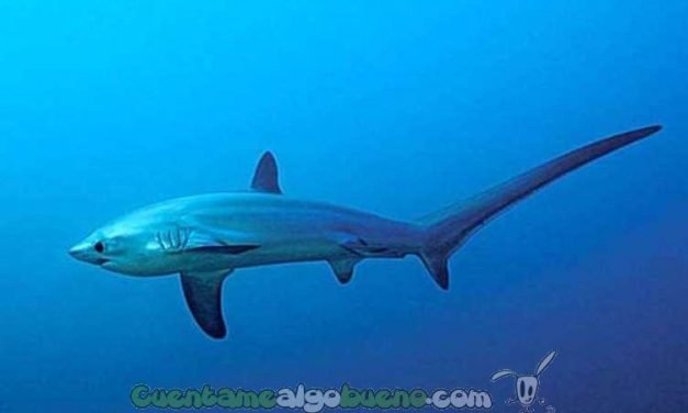 Dos nuevas especies de tiburón declaradas protegidas