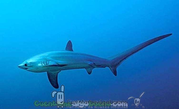 Dos nuevas especies de tiburón declaradas protegidas