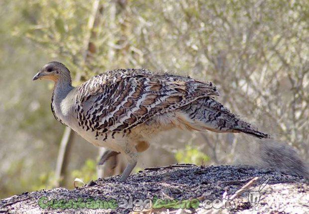20161012-3-convierten-granja-australia-reserva-natural-01