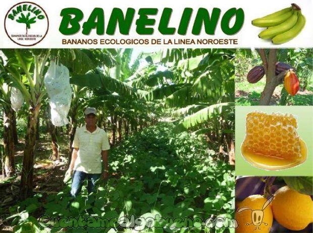 20161015-banelino-cultivo-platano-biodiversidad-republica-dominicana-01