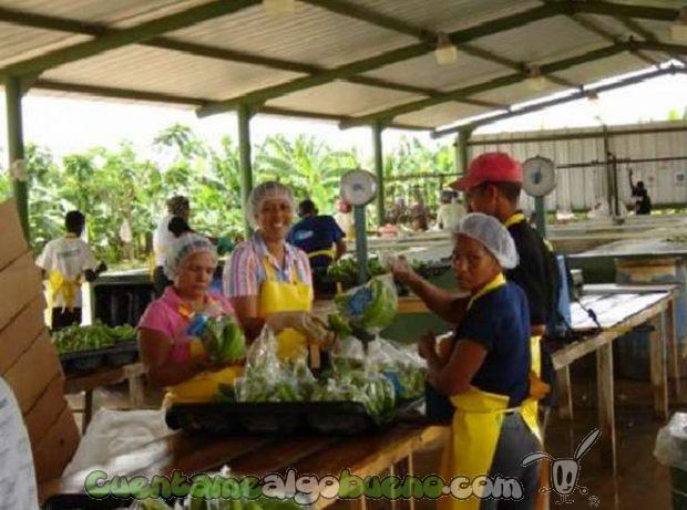 20161015-banelino-cultivo-platano-biodiversidad-republica-dominicana-02