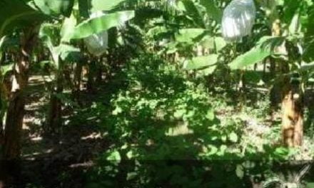 Guardando el equilibrio ecológico a través de la conservación de la biodiversidad en la República Dominicana