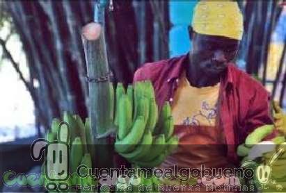 20161015-banelino-cultivo-platano-biodiversidad-republica-dominicana-05