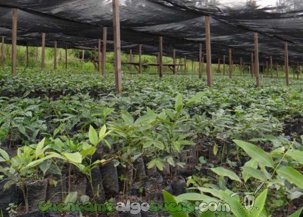 20161016-1-cafe-comercio-justo-honduras-06