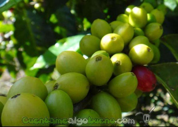 20161016-1-cafe-comercio-justo-honduras-07