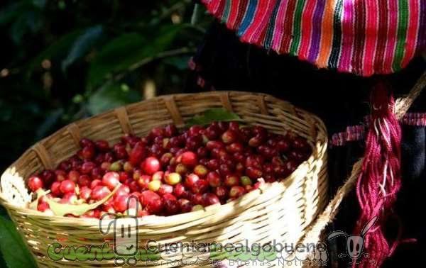 20161018-1-union-majomut-comercio-justo-cafe-mexico-05