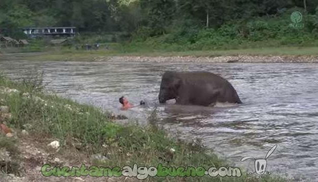 Elefante se lanza al río para salvarle la vida a su cuidador