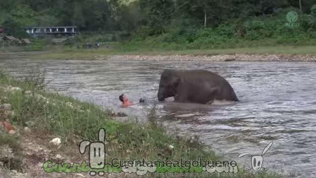 Elefante se lanza al río para salvarle la vida a su cuidador