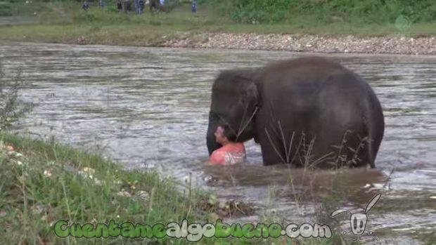 20161018-2-elefante-rescata-su-cuidador-04