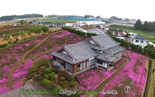 20161022-1-planto-7000-flores-por-su-esposa-ciega-03