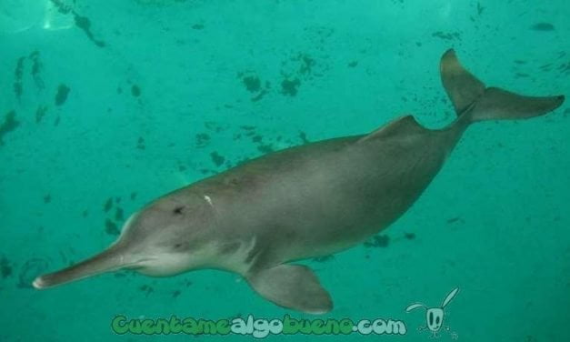 Avistan en China un delfín al que se creía extinto