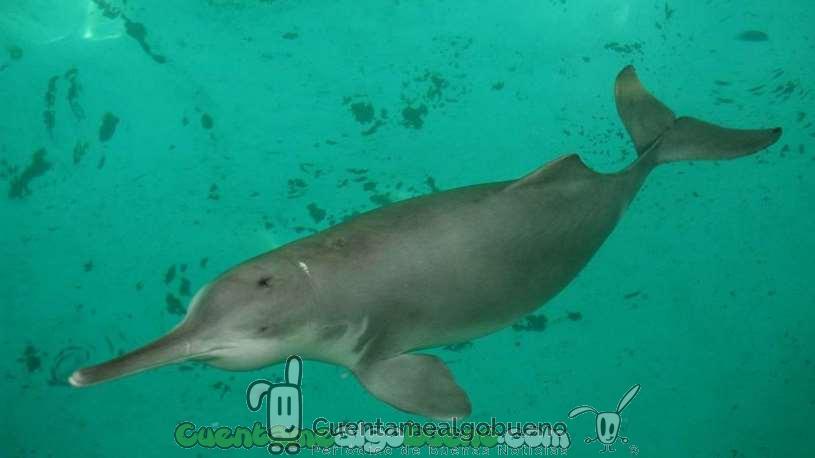 Avistan en China un delfín al que se creía extinto