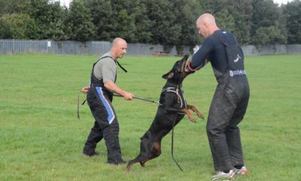 Sorprende a su perra con una visita sorpresa