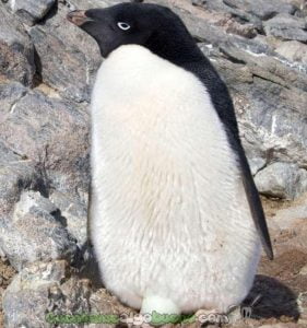 Un pingüino adelaida incubando un huevo. Foto de Samuel Blanc.