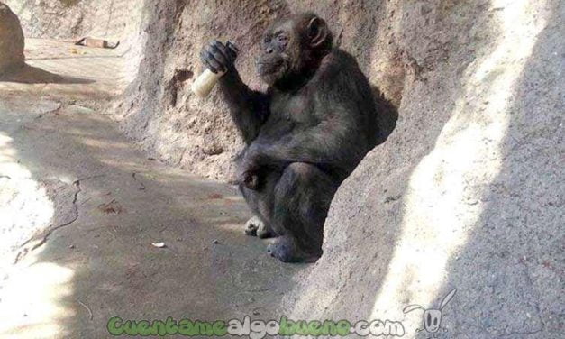 Liberan a una chimpancé de zoológico argentino al considerarla un sujeto de derecho no humano