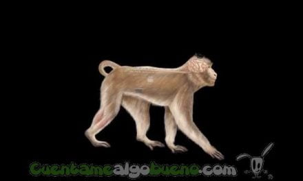 Dos monos vuelven a caminar con una interfaz inalámbrica