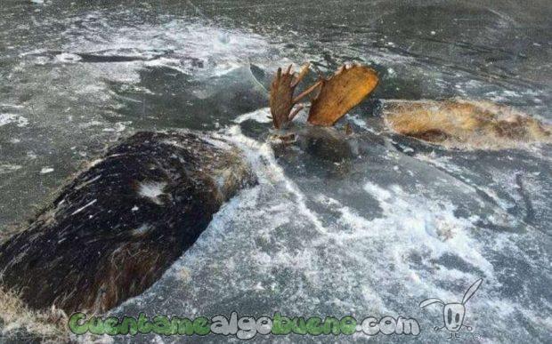 20161123-2-1-alces-congelados