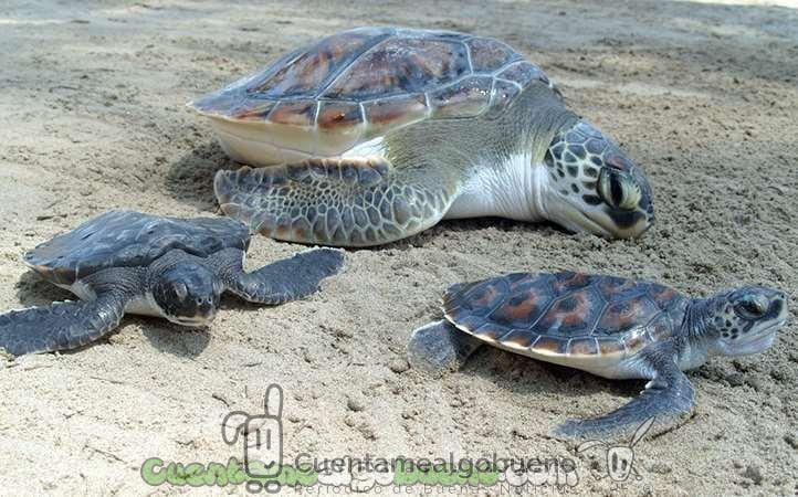 Rescatan huevos de tortuga en peligro de extinción