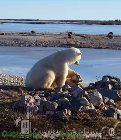 20161128-2-1-oso-perro