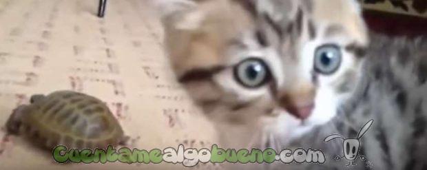 20161205-2-1-gatito-tortuga