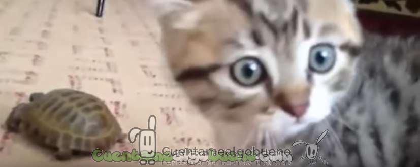 Gatito vs. tortuga