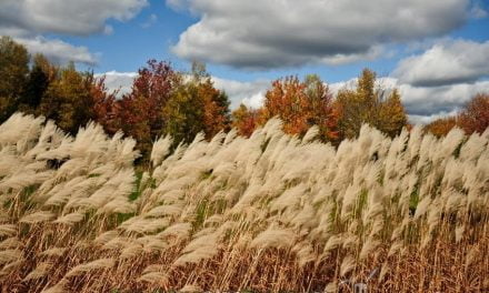 Claraboya. INTRANSFERIBLE