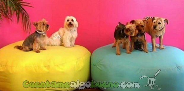 20161215-3-1-alojamientos-petfriendly