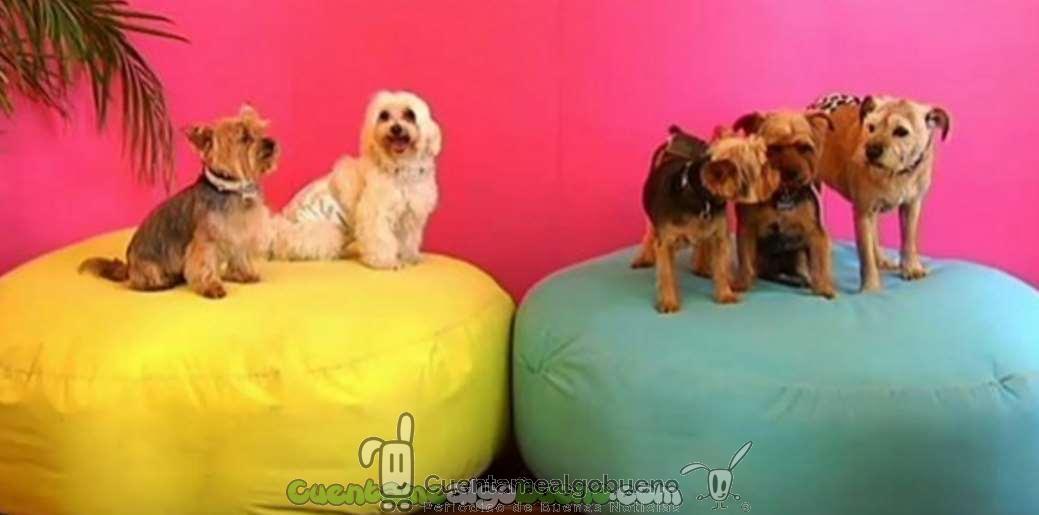 Siempre con mi mascota