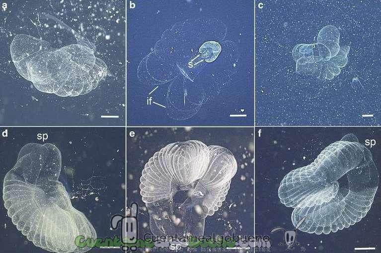 Localizan animal larváceo desaparecido desde hace siglos