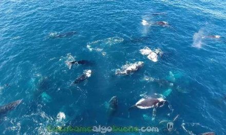 Graban con un Dron a 60 ballenas jorobadas nadando